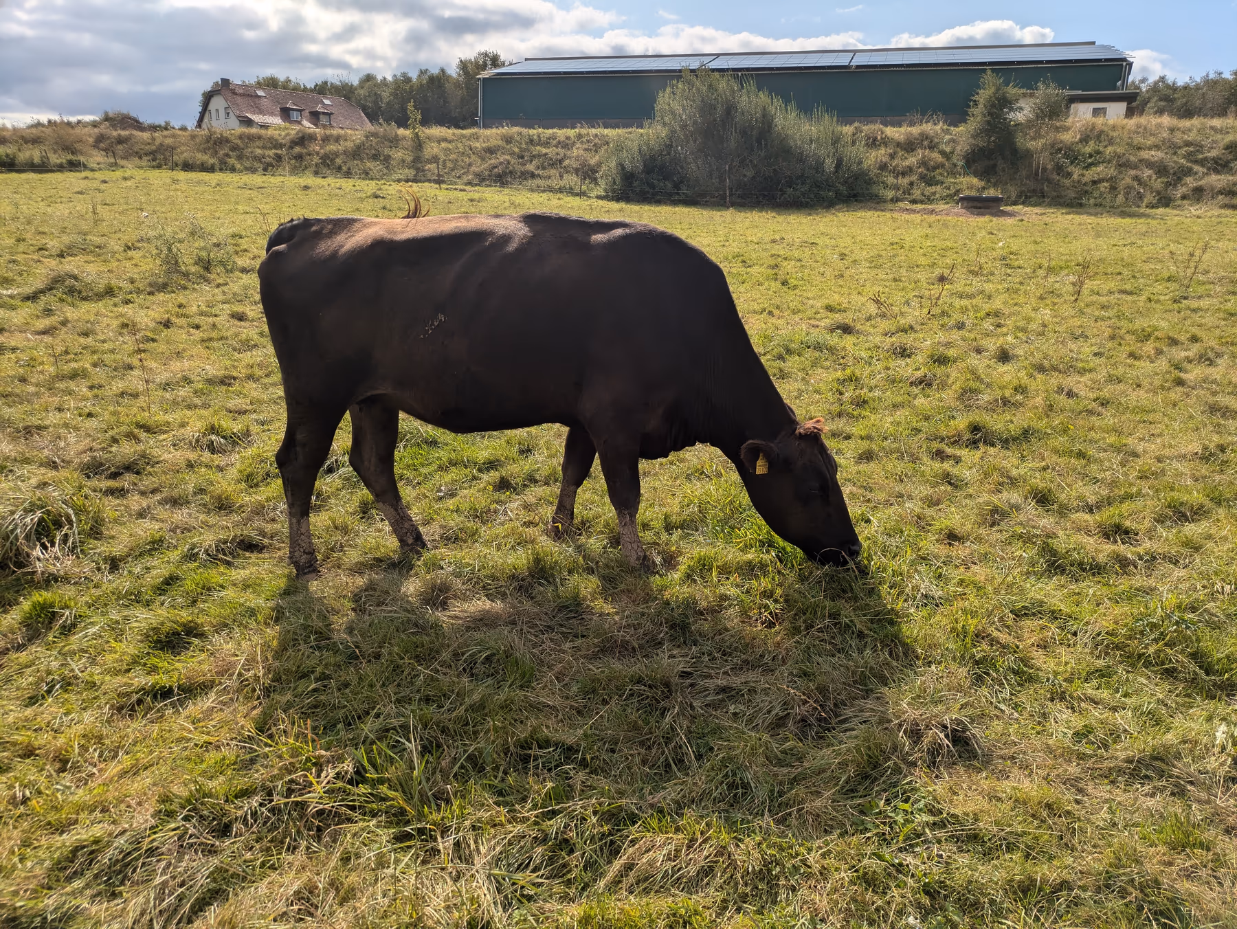 Forstwalder Hof – unsere Tiere auf der Weide